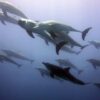Dolphin Tour in Kizimkazi