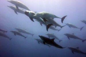 Dolphin Tour in Kizimkazi