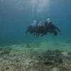 Diving North