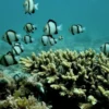 Diving North