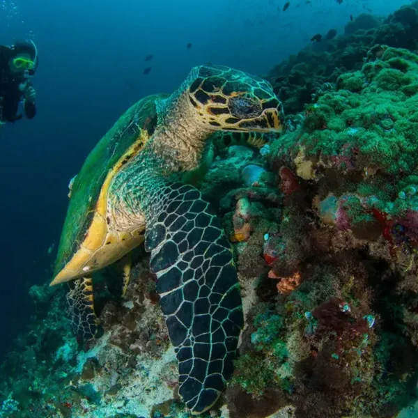Diving North
