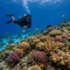 Diving North