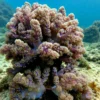 Diving North