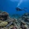 Divingnorth4