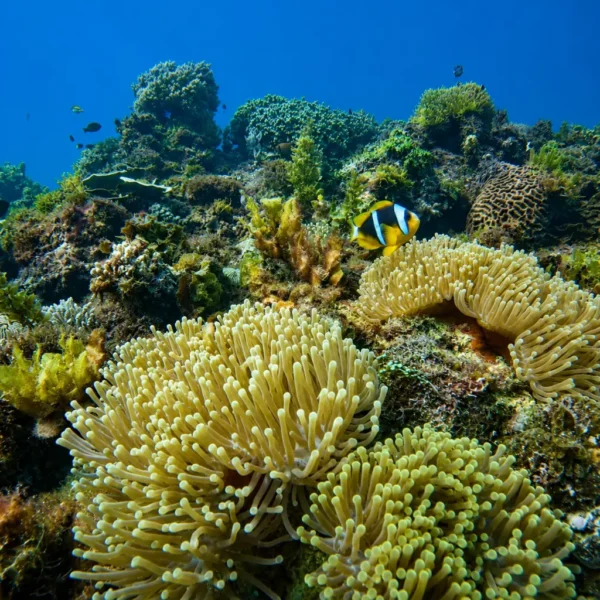 Divingnorth4