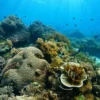 Divingnorth4