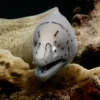 Divingnorth4