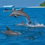 Dolphin Tour in Kizimkazi